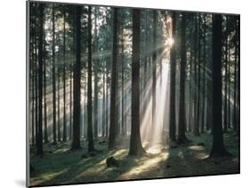 Spruce Forest, Back Light-Thonig-Mounted Photographic Print