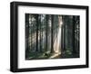 Spruce Forest, Back Light-Thonig-Framed Photographic Print