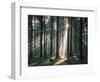 Spruce Forest, Back Light-Thonig-Framed Photographic Print