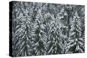 Spruce Forest, Detail, Trees, Snow-Covered, Nature-Ronald Wittek-Stretched Canvas