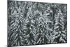 Spruce Forest, Detail, Trees, Snow-Covered, Nature-Ronald Wittek-Mounted Photographic Print