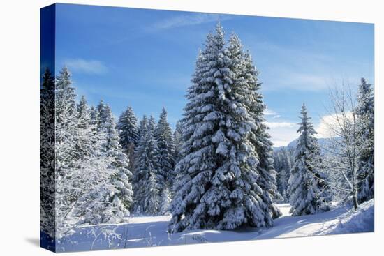 Spruce Forest in Snow-null-Stretched Canvas