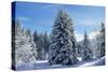 Spruce Forest in Snow-null-Stretched Canvas