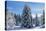 Spruce Forest in Snow-null-Stretched Canvas