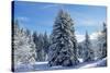 Spruce Forest in Snow-null-Stretched Canvas