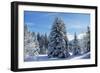 Spruce Forest in Snow-null-Framed Photographic Print