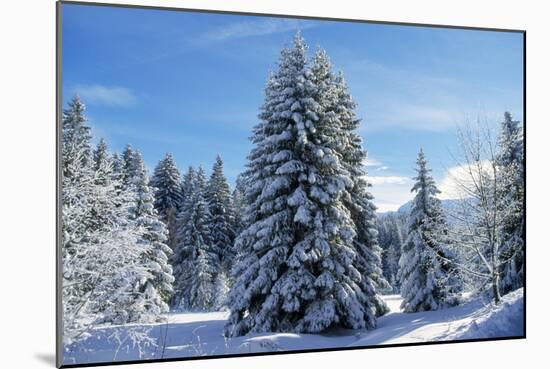 Spruce Forest in Snow-null-Mounted Photographic Print