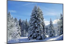 Spruce Forest in Snow-null-Mounted Photographic Print