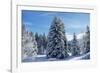 Spruce Forest in Snow-null-Framed Photographic Print