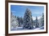 Spruce Forest in Snow-null-Framed Photographic Print