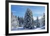 Spruce Forest in Snow-null-Framed Photographic Print