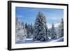 Spruce Forest in Snow-null-Framed Photographic Print