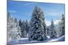 Spruce Forest in Snow-null-Mounted Photographic Print