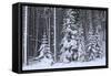 Spruce Forest in the Rocky Mountains around Jasper-null-Framed Stretched Canvas