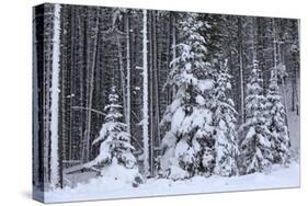Spruce Forest in the Rocky Mountains around Jasper-null-Stretched Canvas
