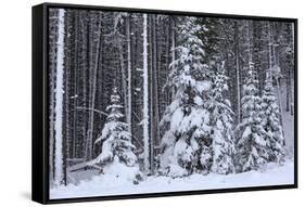 Spruce Forest in the Rocky Mountains around Jasper-null-Framed Stretched Canvas