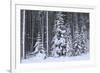 Spruce Forest in the Rocky Mountains around Jasper-null-Framed Photographic Print