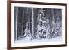 Spruce Forest in the Rocky Mountains around Jasper-null-Framed Photographic Print