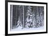 Spruce Forest in the Rocky Mountains around Jasper-null-Framed Photographic Print