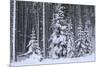 Spruce Forest in the Rocky Mountains around Jasper-null-Mounted Photographic Print