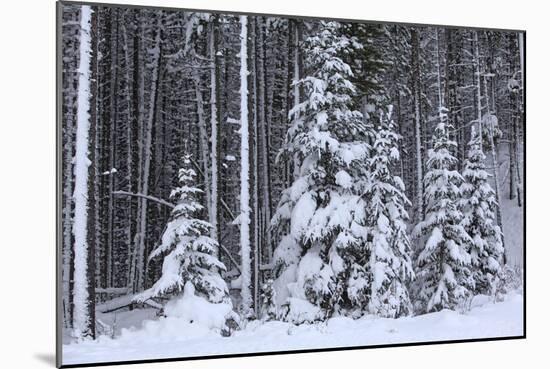 Spruce Forest in the Rocky Mountains around Jasper-null-Mounted Photographic Print