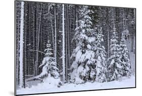Spruce Forest in the Rocky Mountains around Jasper-null-Mounted Photographic Print