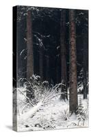 Spruce Forest in Winter, 1884-Ivan Ivanovitch Shishkin-Stretched Canvas