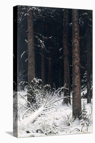 Spruce Forest in Winter, 1884-Ivan Ivanovitch Shishkin-Stretched Canvas