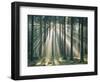 Spruce Forest, Sunbeams, Back Light-Thonig-Framed Photographic Print