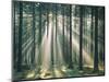 Spruce Forest, Sunbeams, Back Light-Thonig-Mounted Photographic Print