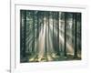 Spruce Forest, Sunbeams, Back Light-Thonig-Framed Photographic Print