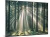Spruce Forest, Sunbeams, Back Light-Thonig-Mounted Photographic Print