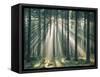 Spruce Forest, Sunbeams, Back Light-Thonig-Framed Stretched Canvas