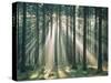Spruce Forest, Sunbeams, Back Light-Thonig-Stretched Canvas
