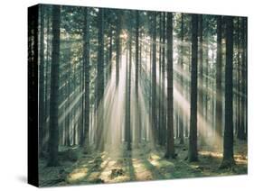 Spruce Forest, Sunbeams, Back Light-Thonig-Stretched Canvas