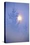 Spruce, Full Moon Seen Through Fog, Piatra Craiului Np, Southern Carpathian Mountains, Romania-Dörr-Stretched Canvas