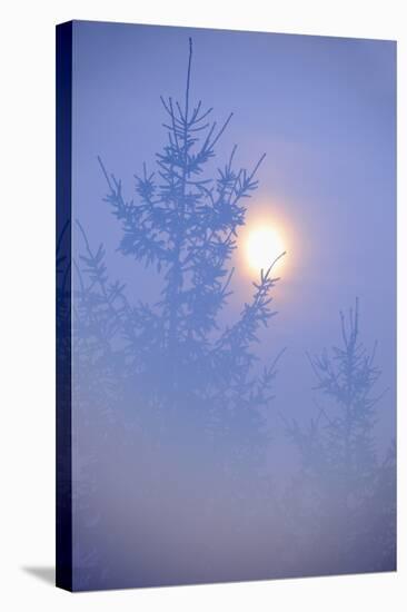 Spruce, Full Moon Seen Through Fog, Piatra Craiului Np, Southern Carpathian Mountains, Romania-Dörr-Stretched Canvas