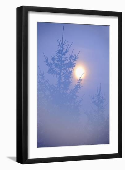 Spruce, Full Moon Seen Through Fog, Piatra Craiului Np, Southern Carpathian Mountains, Romania-Dörr-Framed Premium Photographic Print