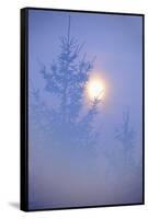 Spruce, Full Moon Seen Through Fog, Piatra Craiului Np, Southern Carpathian Mountains, Romania-Dörr-Framed Stretched Canvas