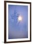 Spruce, Full Moon Seen Through Fog, Piatra Craiului Np, Southern Carpathian Mountains, Romania-Dörr-Framed Photographic Print