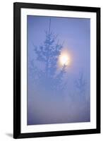 Spruce, Full Moon Seen Through Fog, Piatra Craiului Np, Southern Carpathian Mountains, Romania-Dörr-Framed Photographic Print