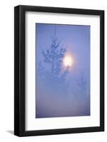 Spruce, Full Moon Seen Through Fog, Piatra Craiului Np, Southern Carpathian Mountains, Romania-Dörr-Framed Photographic Print