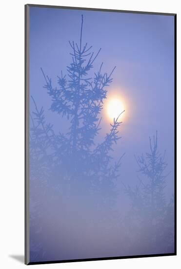 Spruce, Full Moon Seen Through Fog, Piatra Craiului Np, Southern Carpathian Mountains, Romania-Dörr-Mounted Photographic Print