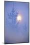Spruce, Full Moon Seen Through Fog, Piatra Craiului Np, Southern Carpathian Mountains, Romania-Dörr-Mounted Photographic Print