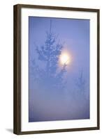 Spruce, Full Moon Seen Through Fog, Piatra Craiului Np, Southern Carpathian Mountains, Romania-Dörr-Framed Photographic Print