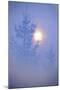 Spruce, Full Moon Seen Through Fog, Piatra Craiului Np, Southern Carpathian Mountains, Romania-Dörr-Mounted Photographic Print