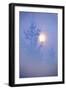 Spruce, Full Moon Seen Through Fog, Piatra Craiului Np, Southern Carpathian Mountains, Romania-Dörr-Framed Photographic Print