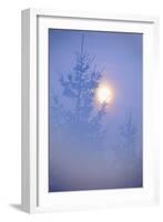 Spruce, Full Moon Seen Through Fog, Piatra Craiului Np, Southern Carpathian Mountains, Romania-Dörr-Framed Photographic Print