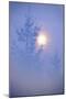 Spruce, Full Moon Seen Through Fog, Piatra Craiului Np, Southern Carpathian Mountains, Romania-Dörr-Mounted Photographic Print