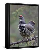 Spruce Grouse, Arctic National Wildlife Refuge, Alaska, USA-Hugh Rose-Framed Stretched Canvas